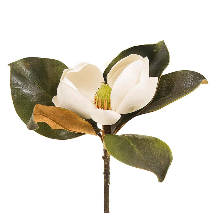 Magnolia Short Stem White 60cm Pack of 12