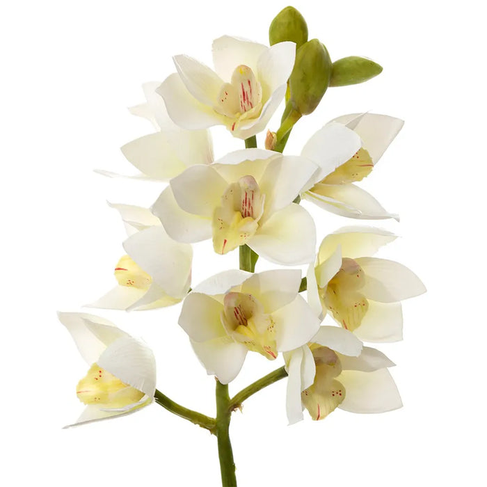 Orchid Cymbidium Spray White 47cm Pack of 6