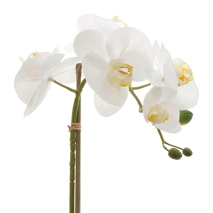 Orchid Phalaenopsis With Leaves Real Touch White 53cm Pack of 12