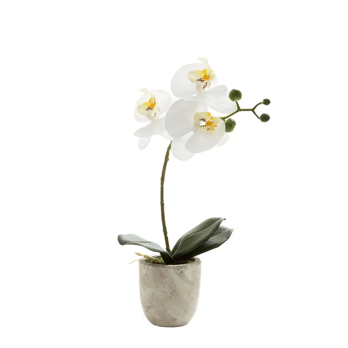 Phalaenopsis Real Touch In Clay Ivory Pot 35cm White Set of 4