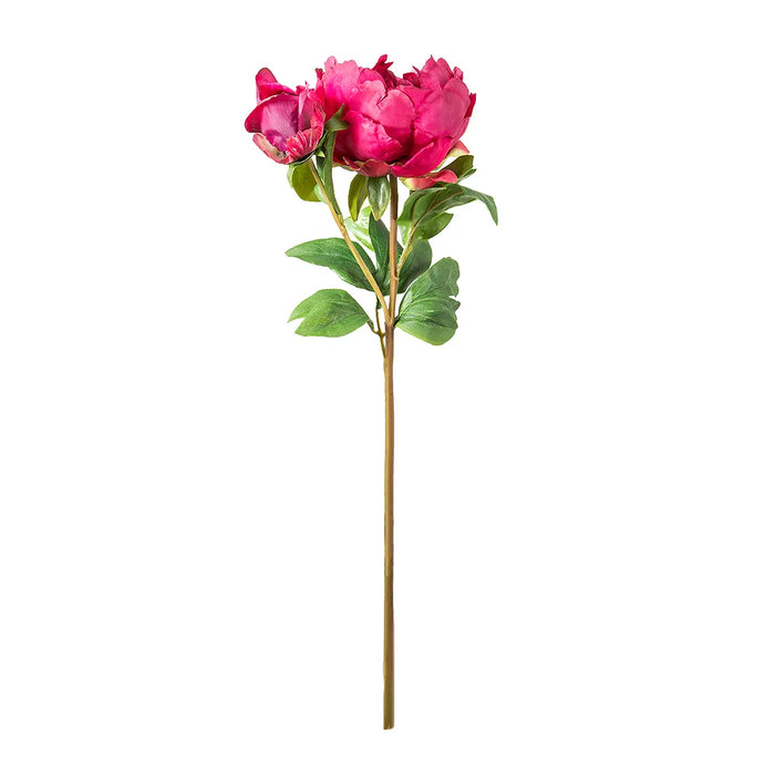 Peony Open Short Stem Dark Pink 55cm Pack of 6