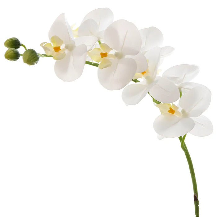 Orchid Phalaenopsis Real Touch White 75cm Pack of 12