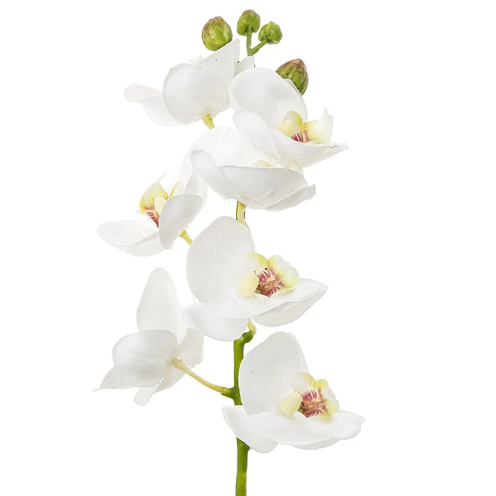 Orchid Phalaenopsis Spray White 65cm Pack of 12