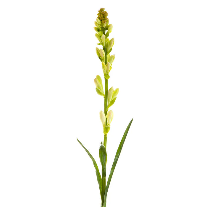 Tuberose Bud Cream & Green 80cm Pack of 12