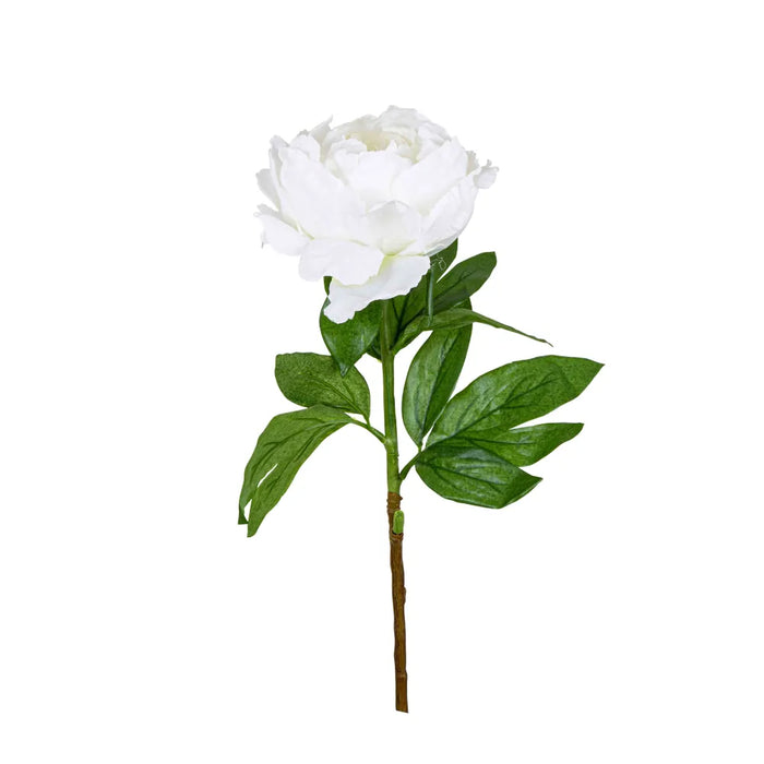 Peony Queen White 70cm Pack of 12