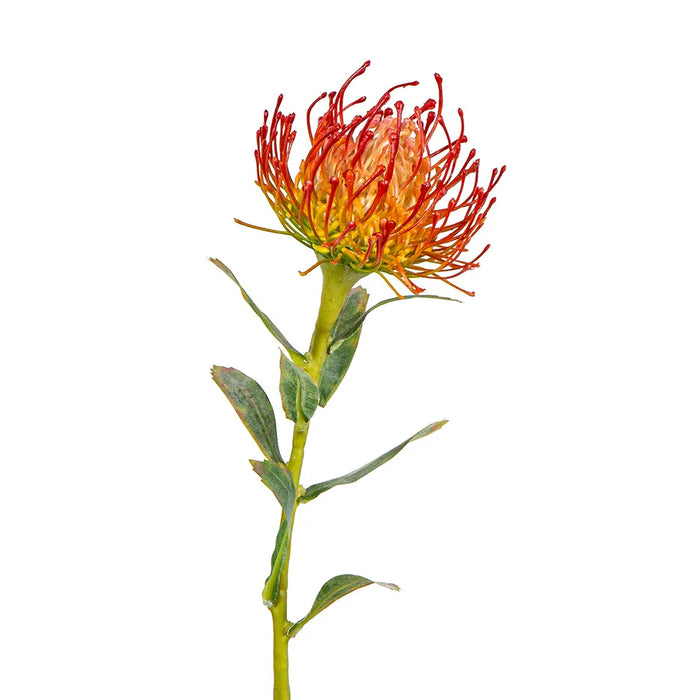 Protea Stem Orange 61cm Pack of 12