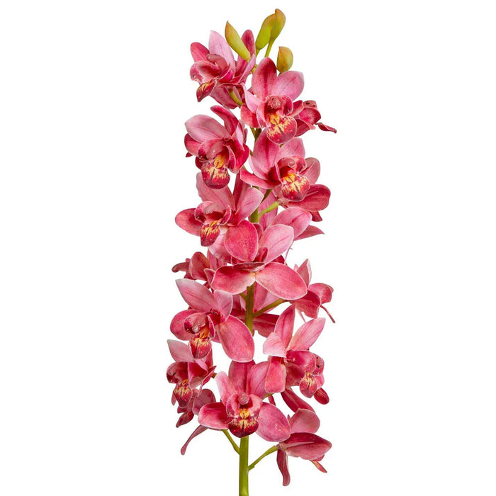 Orchid Cymbidium Dark Pink 80cm Pack of 6