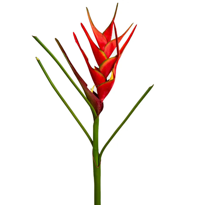 Heliconia Red 82cm Pack of 6