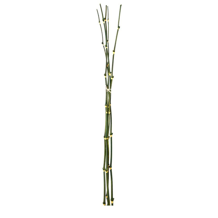 Bamboo Bundle 98cm Pack of 12
