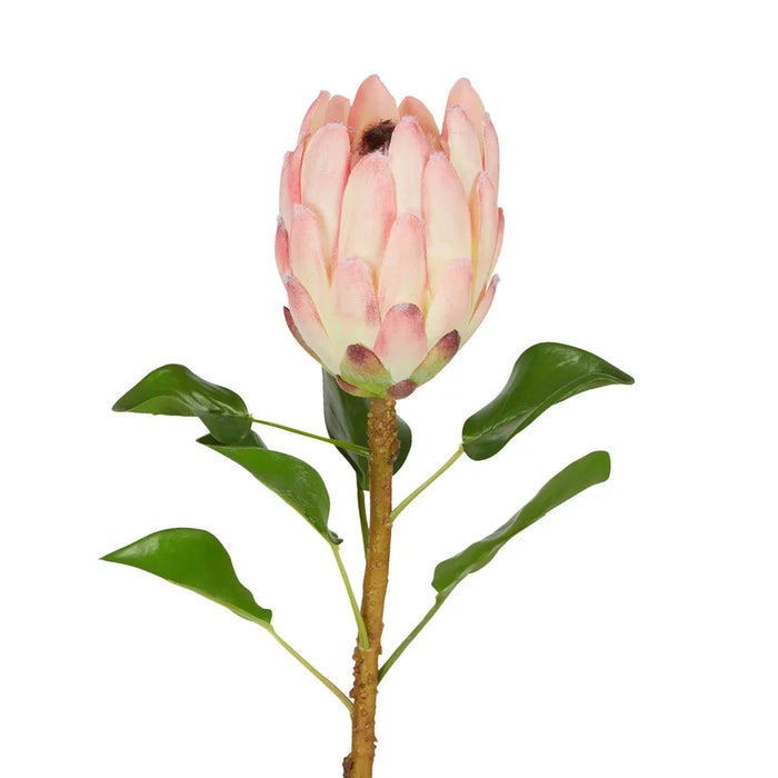 Protea Queen Stem Pink 70cm Pack of 12