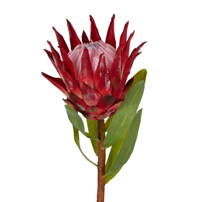 Protea King Stem Red 75cm Pack of 12