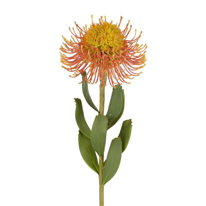 Pincushion Flower Stem Orange 58cm Pack of 12