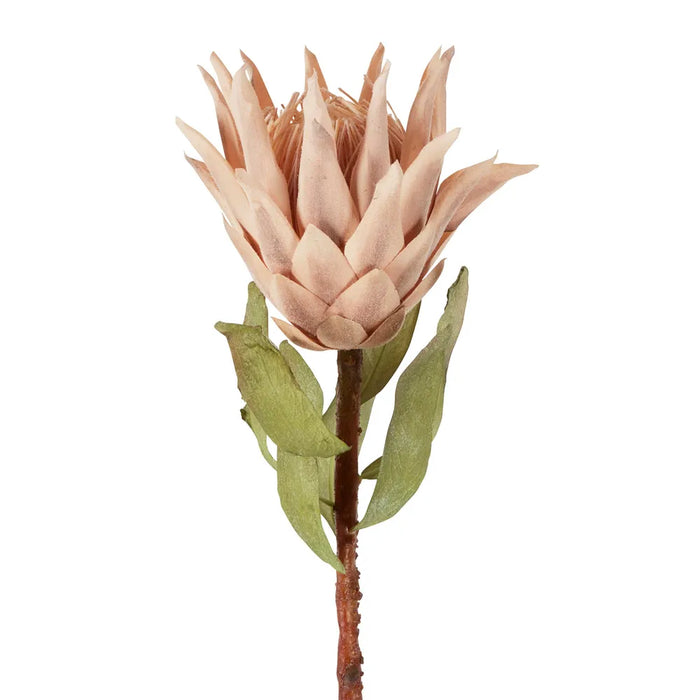 Dried Look Protea Stem Blush 75cm Pack of 12