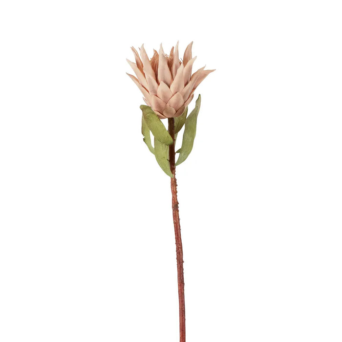 Dried Look Protea Stem Blush 75cm Pack of 12