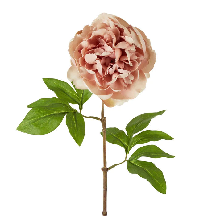 Dried Look Peony Stem Blush Pink 61cm Pack of 12