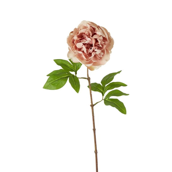Dried Look Peony Stem Blush Pink 61cm Pack of 12
