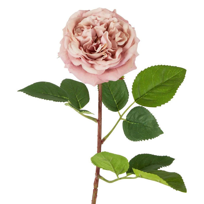 Dried Look English Rose Stem Pink 50cm Pack of 12