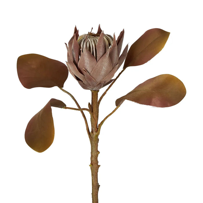 Dried Look Protea Stem Small Brown 53cm Pack of 12