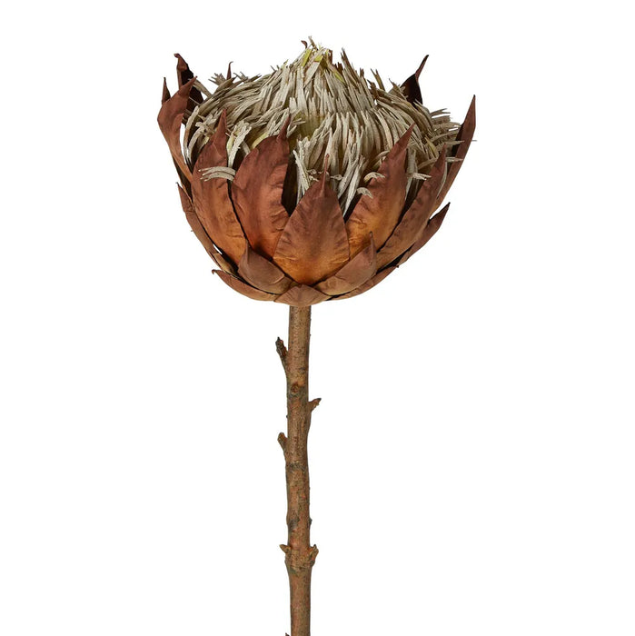 Dried Look Protea Stem Large Brown 66cm Pack of 12