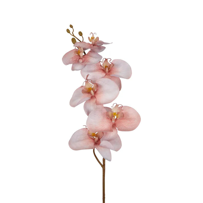 Orchid Single Stem 80cm Sunset Pink Pack of 12