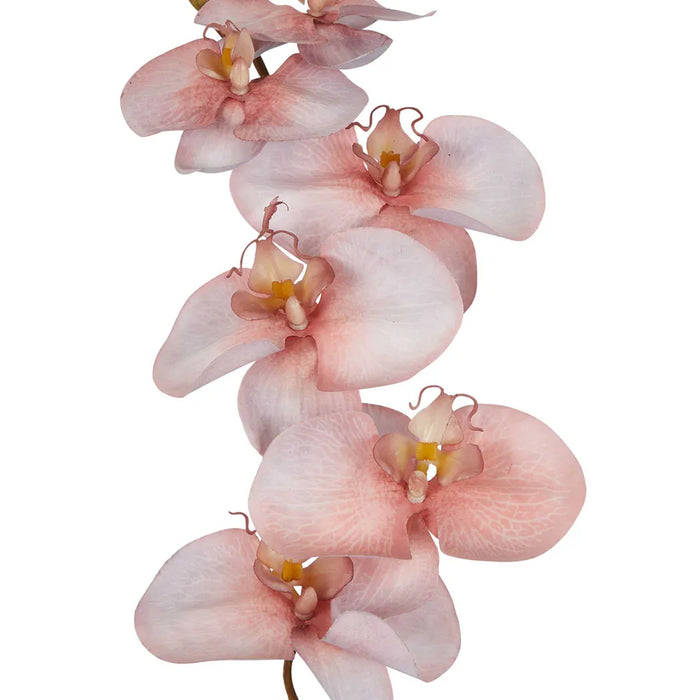 Orchid Single Stem 80cm Sunset Pink Pack of 12