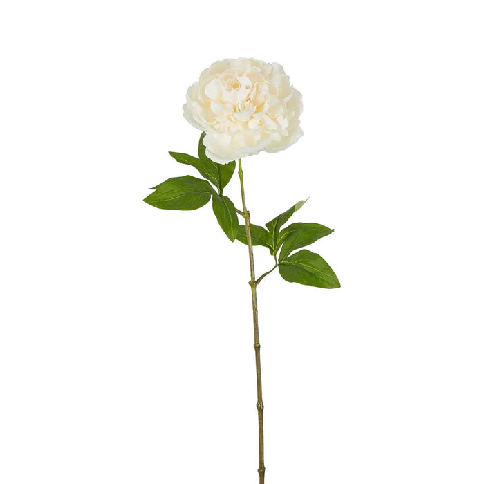 Dried Look Peony Stem Cream 61cm Pack of 12