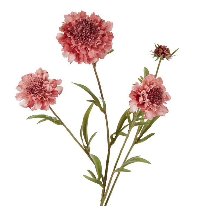 Scabiosa Spray Stem Pink 80cm Pack of 12