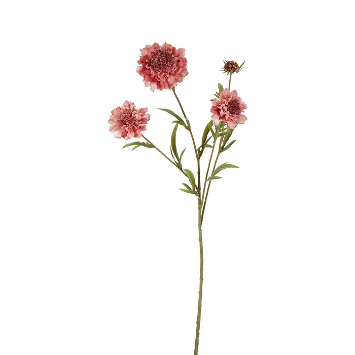 Scabiosa Spray Stem Pink 80cm Pack of 12