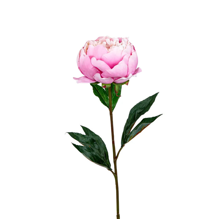 Peony Half Open Pink 70cm Pack of 12