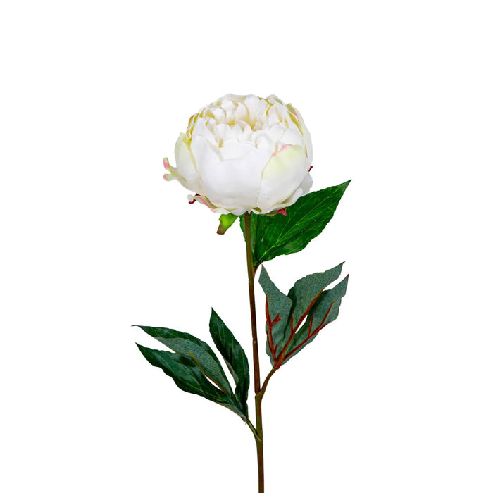 Peony Half Open White 70cm Pack of 12