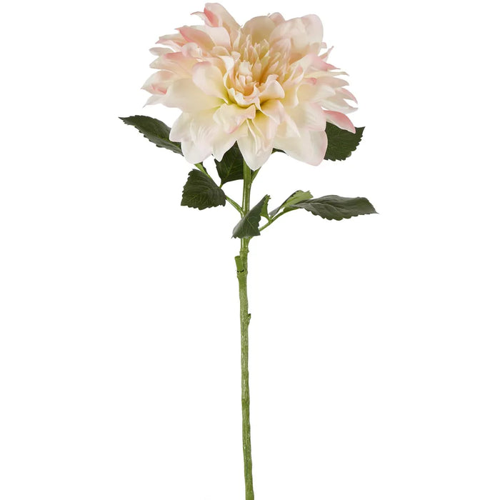 Giant Dahlia Stem Ice Pink 70cm Pack of 12