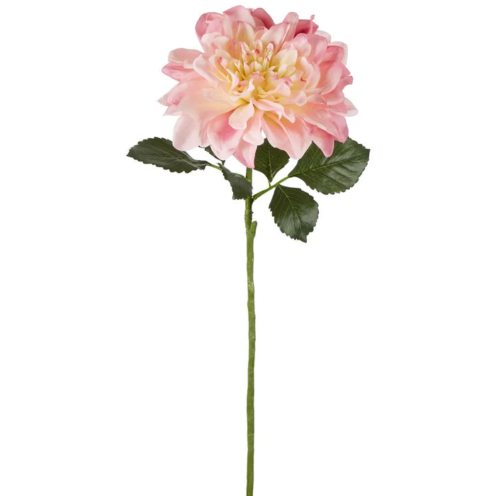 Giant Dahlia Stem Pink 70cm Pack of 12