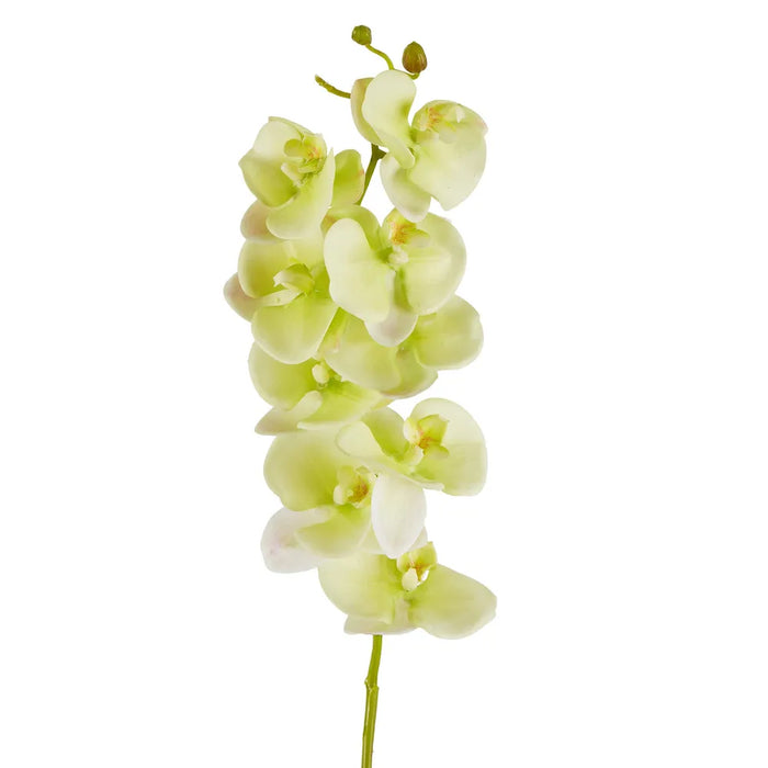 Large Moth Orchid Natural Touch Stem Green 60cm Pack of 12