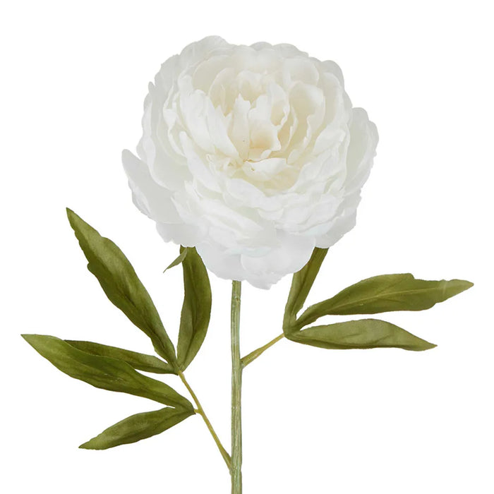 Peony Single Stem White 62cm Pack of 12