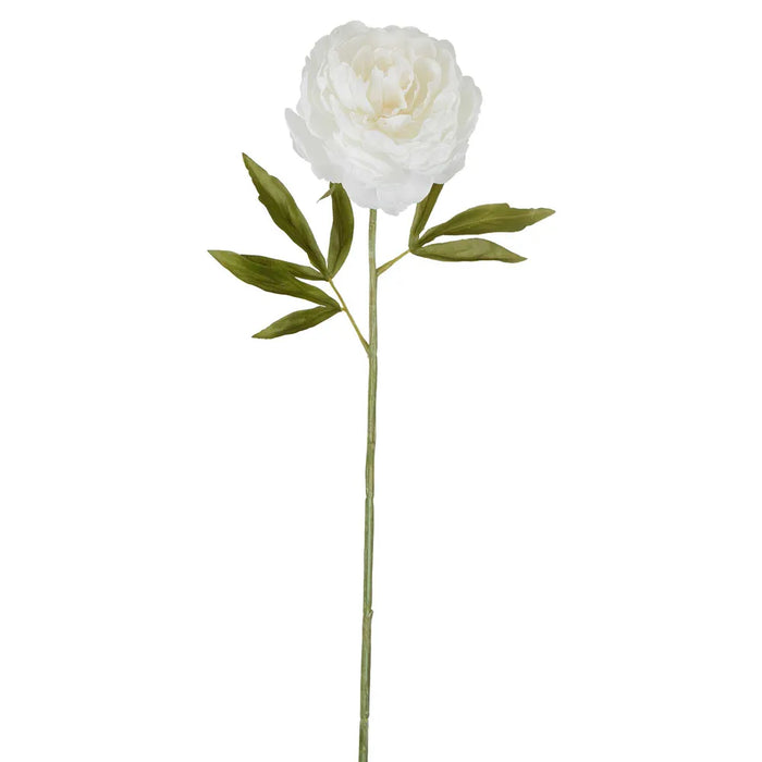 Peony Single Stem White 62cm Pack of 12