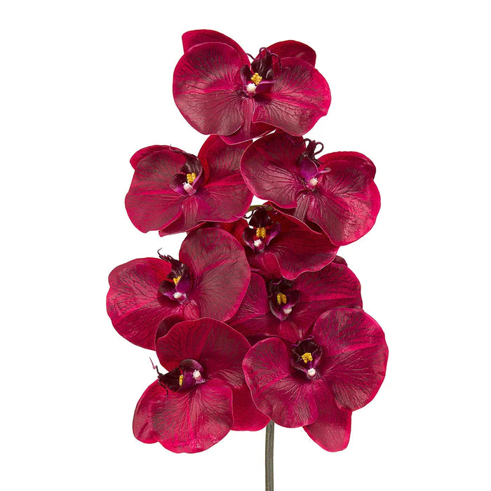 Orchid Phalaenopsis Spray Burgundy 100cm Pack of 6