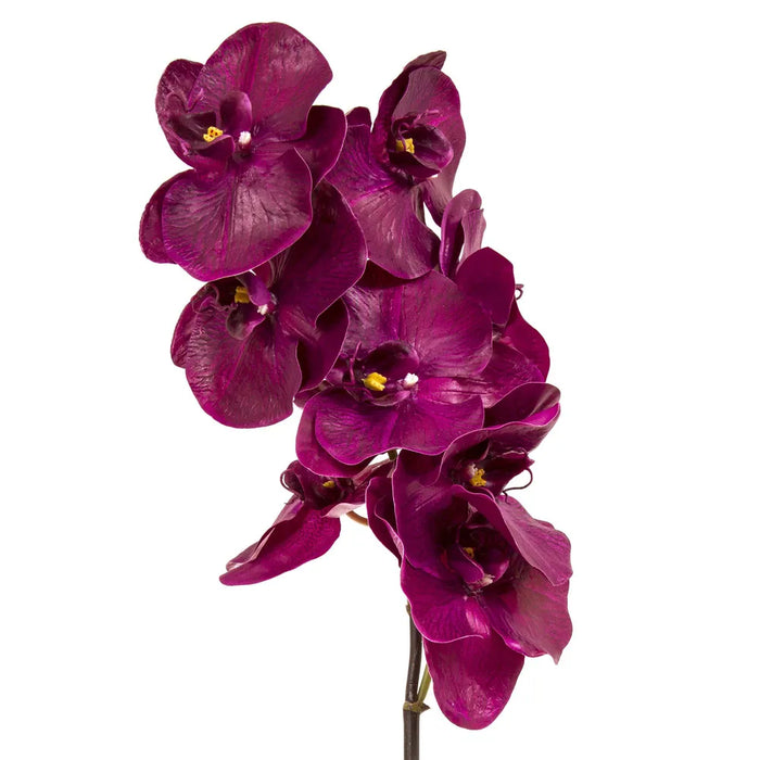 Orchid Phalaenopsis Spray Fuchsia 100cm Pack of 6