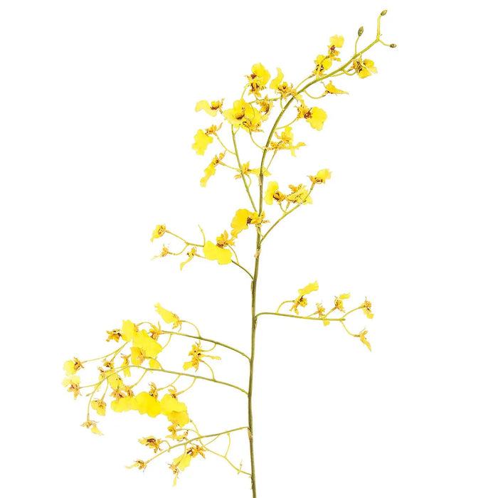 Dancing Orchid Yellow 93cm Pack of 6