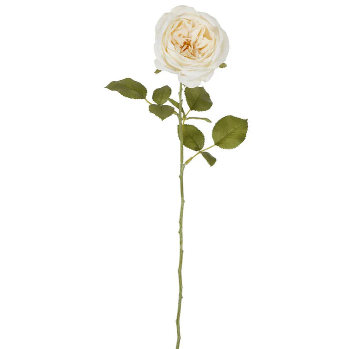 Rose Single Stem Cream 68cm Pack of 12