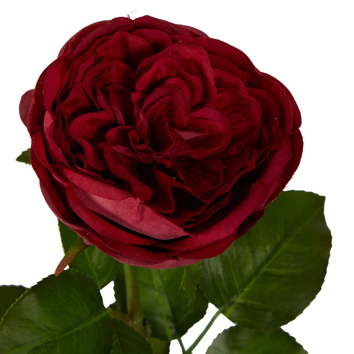 Real Touch Cabbage Rose Red 67cm Pack of 12