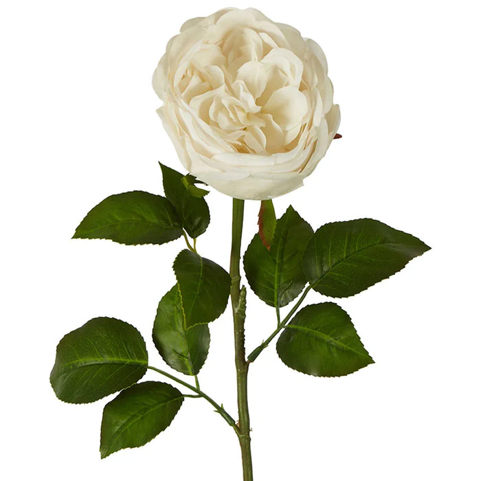 Real Touch Cabbage Rose White 67cm Pack of 12