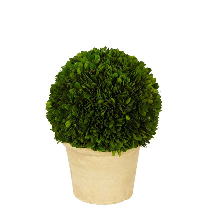 Preserved Boxwood Ball In Terracotta Pot 30cm