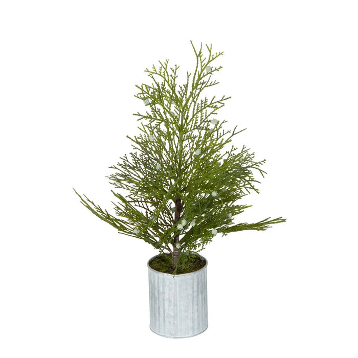 Potted Pine Tree In Tin Small 72cm Set of 4