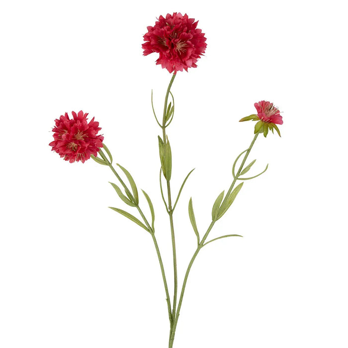 Scabiosa Stem Dark Pink 60cm Pack of 12