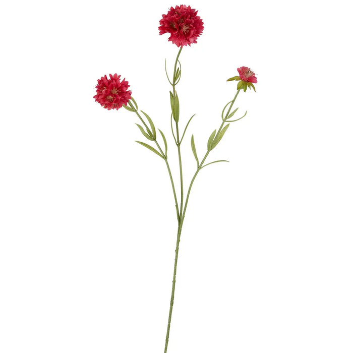 Scabiosa Stem Dark Pink 60cm Pack of 12