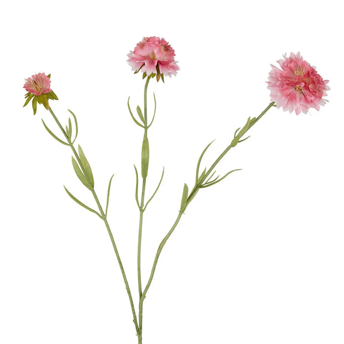 Scabiosa Stem Pink 60cm Pack of 12