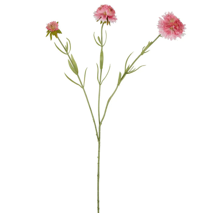 Scabiosa Stem Pink 60cm Pack of 12