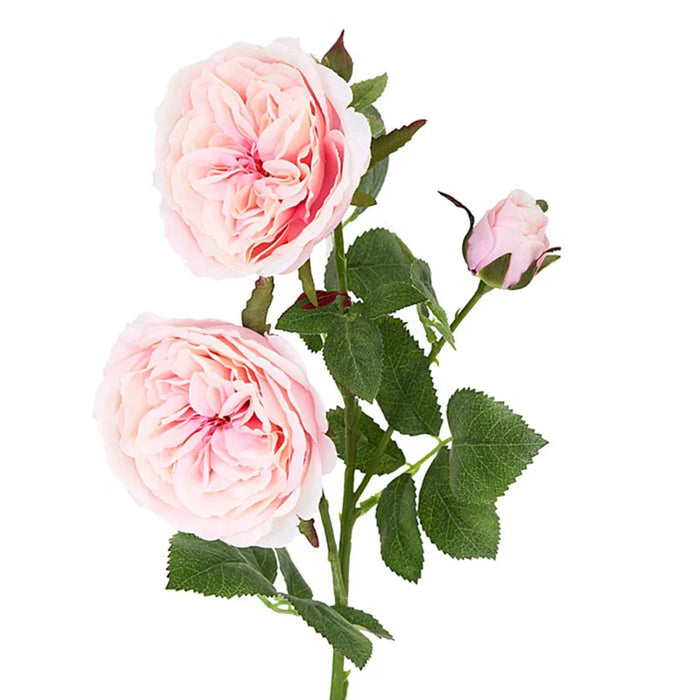 David Austin English Rose Pink 55cm Pack of 12