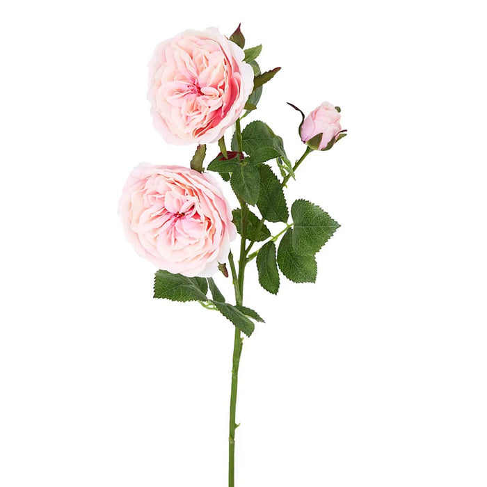 David Austin English Rose Pink 55cm Pack of 12