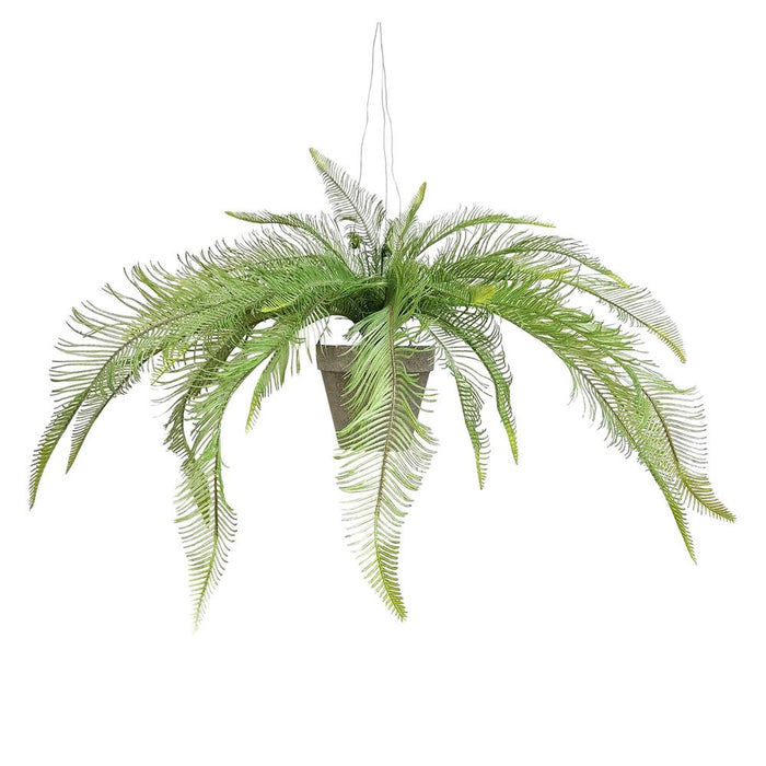 Hanging Fern in Pot 40cm Pack of 2